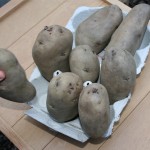 How to Grow Potatoes: Step 1 “Chitting”