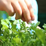 Gardening Activities for Kids – Growing Lettuce